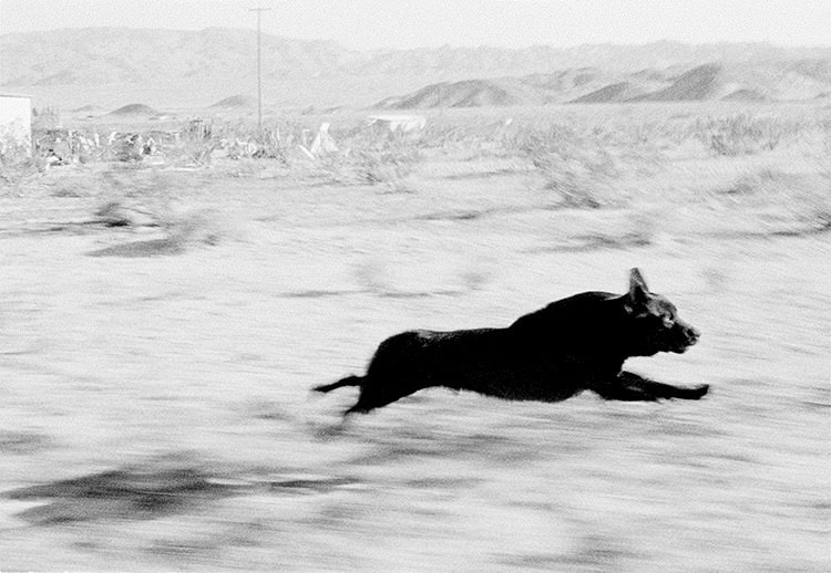 2-divoladog2