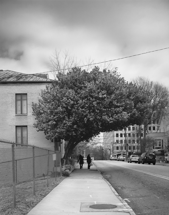 rsz_3-frank-liveoak