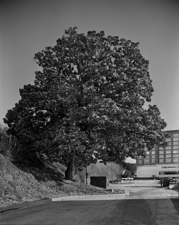 rsz_4-frank-magnolia